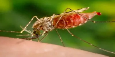 سبق اخبار اليمن الان أمراض ينقلها البعوض يتفاقم المناخ اخبار اليمن الان الحدث اليوم عاجل سبق