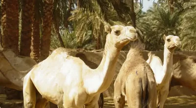الجيل اخبار اليمن الان الإرشاد الزراعي تستدعي استشارة البيطري اخبار اليمن الان الحدث اليوم عاجل الجيل