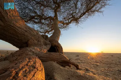 سبق اخبار اليمن الان أشجار السمر وتشكل السواحل الشمالية اخبار اليمن الان الحدث اليوم عاجل سبق