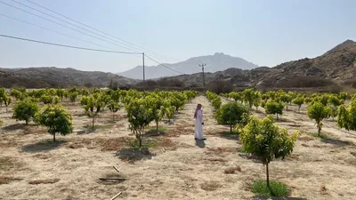 اخبار اليمن الان الحدث اليوم عاجل سبق
