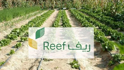 اخبار اليمن الان الحدث اليوم عاجل سبق