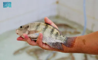 سبق اخبار اليمن الان المملكة الاستزراع الداخلي استزراع والزينة اخبار اليمن الان الحدث اليوم عاجل سبق