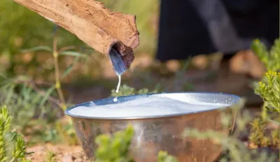 الجيل اخبار اليمن الان الإبل رمضان الأجداد الصائمين المثالي اخبار اليمن الان الحدث اليوم عاجل الجيل