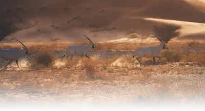 اخبار اليمن الان الحدث اليوم عاجل سبق