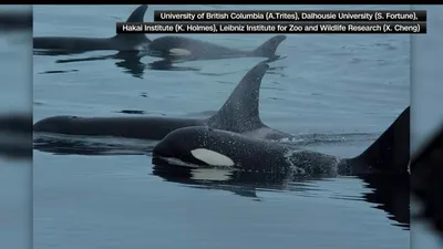 cnn عربي اخبار اليمن الان تعاون الأوركا والدلافين كولومبيا البريطانية اخبار اليمن الان الحدث اليوم عاجل cnn عربي