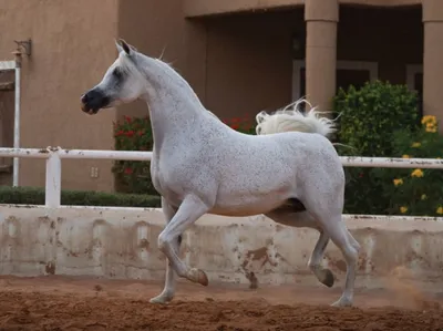 سبق اخبار اليمن الان المزاحمية بيئة الرياض مزادا حصانا اخبار اليمن الان الحدث اليوم عاجل سبق