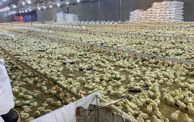سبق اخبار اليمن الان مشاريع دواجن مرخصة عشوائيا مزارع اخبار اليمن الان الحدث اليوم عاجل سبق