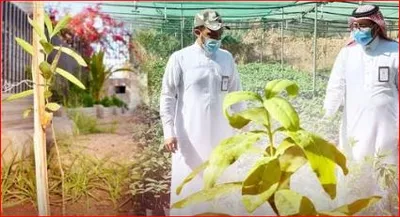 الجيل اخبار اليمن الان شجرة الصندل المملكة الزراعة المستدامة اخبار اليمن الان الحدث اليوم عاجل الجيل