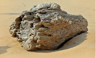 سبق اخبار اليمن الان متحجرة الأفلاج جيولوجي لملايين السنين اخبار اليمن الان الحدث اليوم عاجل سبق