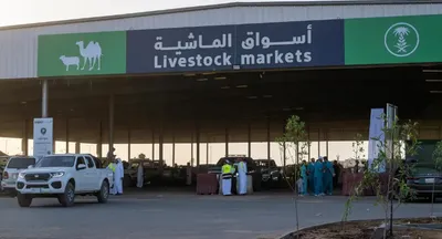 الجيل اخبار اليمن الان المواشي بتبوك يشهد إقبالا الأضحى اخبار اليمن الان الحدث اليوم عاجل الجيل