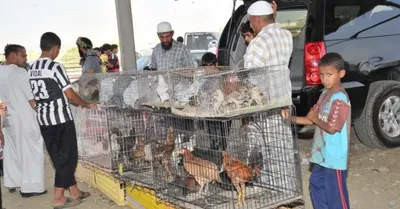 الجيل اخبار اليمن الان أسواق الطيور بجازان سياحية الجمال اخبار اليمن الان الحدث اليوم عاجل الجيل