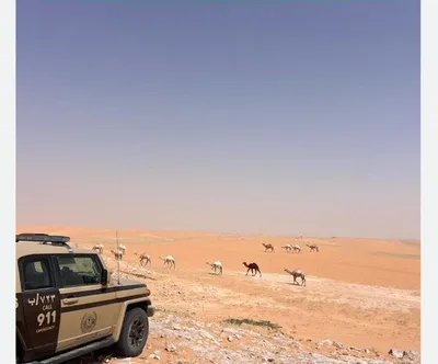 المواطن اخبار اليمن الان مواطن الإبل محمية الإمام عبدالعزيز اخبار اليمن الان الحدث اليوم عاجل المواطن