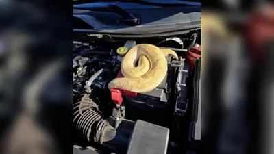 اخبار اليمن الان الحدث اليوم عاجل cnn عربي