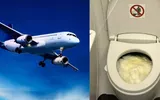 timesofindia اخبار اليمن الان toilet passengers bottles australia lavatory اخبار اليمن الان الحدث اليوم عاجل timesofindia