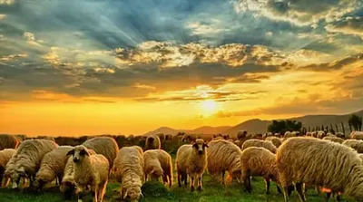 الجيل اخبار اليمن الان مربي أغنام يروي عمرها لمشروعه اخبار اليمن الان الحدث اليوم عاجل الجيل