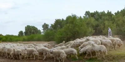 الجيل اخبار اليمن الان الغطاء النباتي مبادرة للسماح المملكة اخبار اليمن الان الحدث اليوم عاجل الجيل