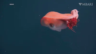 cnn عربي اخبار اليمن الان أخطبوط مستكشفون البحر قبالة كاليفورنيا اخبار اليمن الان الحدث اليوم عاجل cnn عربي