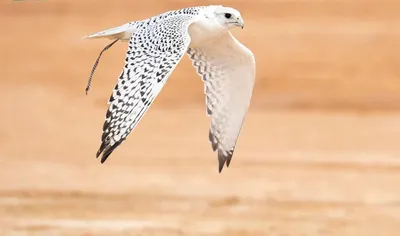 اخبار اليمن الان الحدث اليوم عاجل سبق