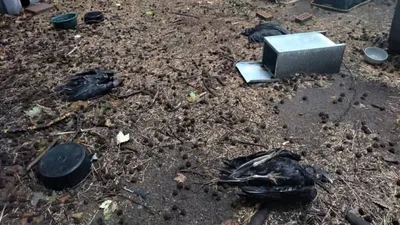 cnn عربي اخبار اليمن الان حديقة وتساؤلات اكتشاف النسور فرجينيا اخبار اليمن الان الحدث اليوم عاجل cnn عربي