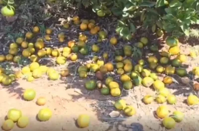 الجيل اخبار اليمن الان الإرشاد الزراعي أسباب لتساقط الحمضيات اخبار اليمن الان الحدث اليوم عاجل الجيل