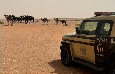 سبق اخبار اليمن الان مواطن البيئة الإبل محمية بالرياض اخبار اليمن الان الحدث اليوم عاجل سبق