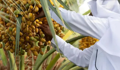 اخبار اليمن الان الحدث اليوم عاجل سبق
