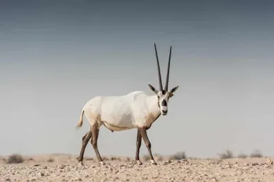 الجيل اخبار اليمن الان الظبي الجفول الصحراء وملهم الشعراء اخبار اليمن الان الحدث اليوم عاجل الجيل